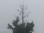 Eagles on a foggy morning: 2